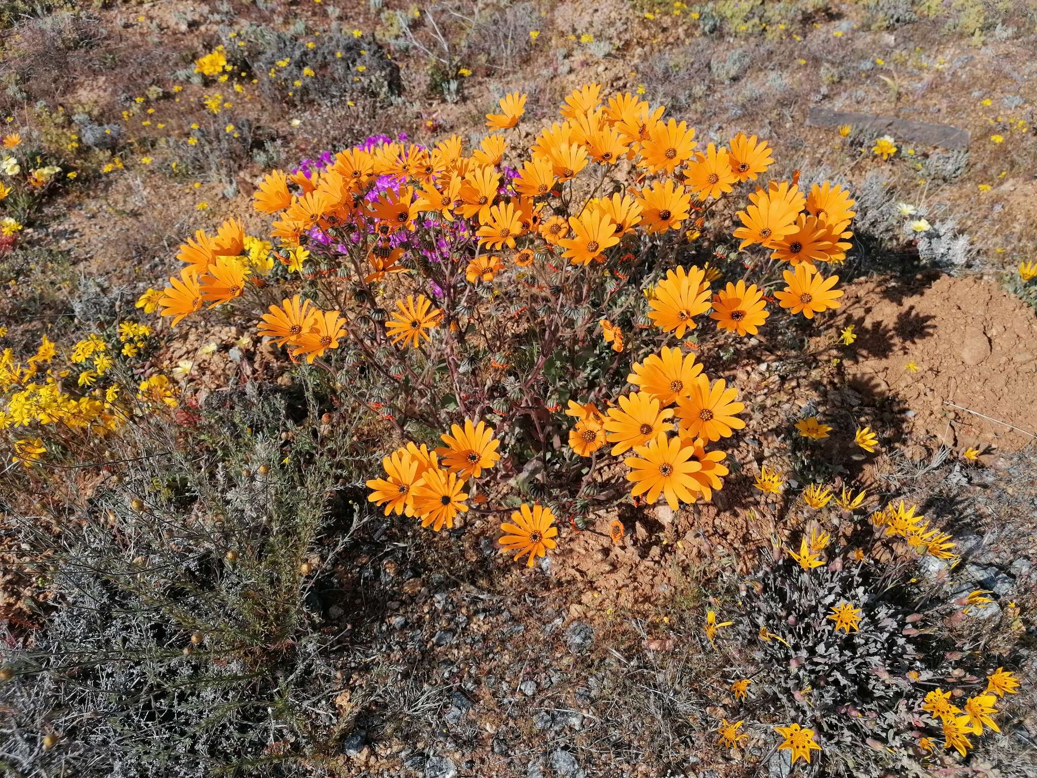 Image of Osteospermum hyoseroides (DC.) T. Norl.