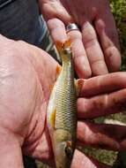 Image of Hornyhead Chub