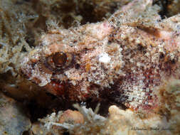 Image of Mushroom Scorpionfish