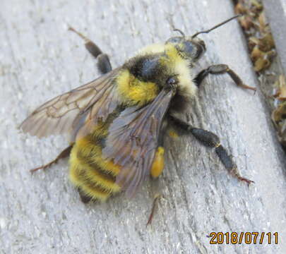 Imagem de Bombus appositus Cresson 1879