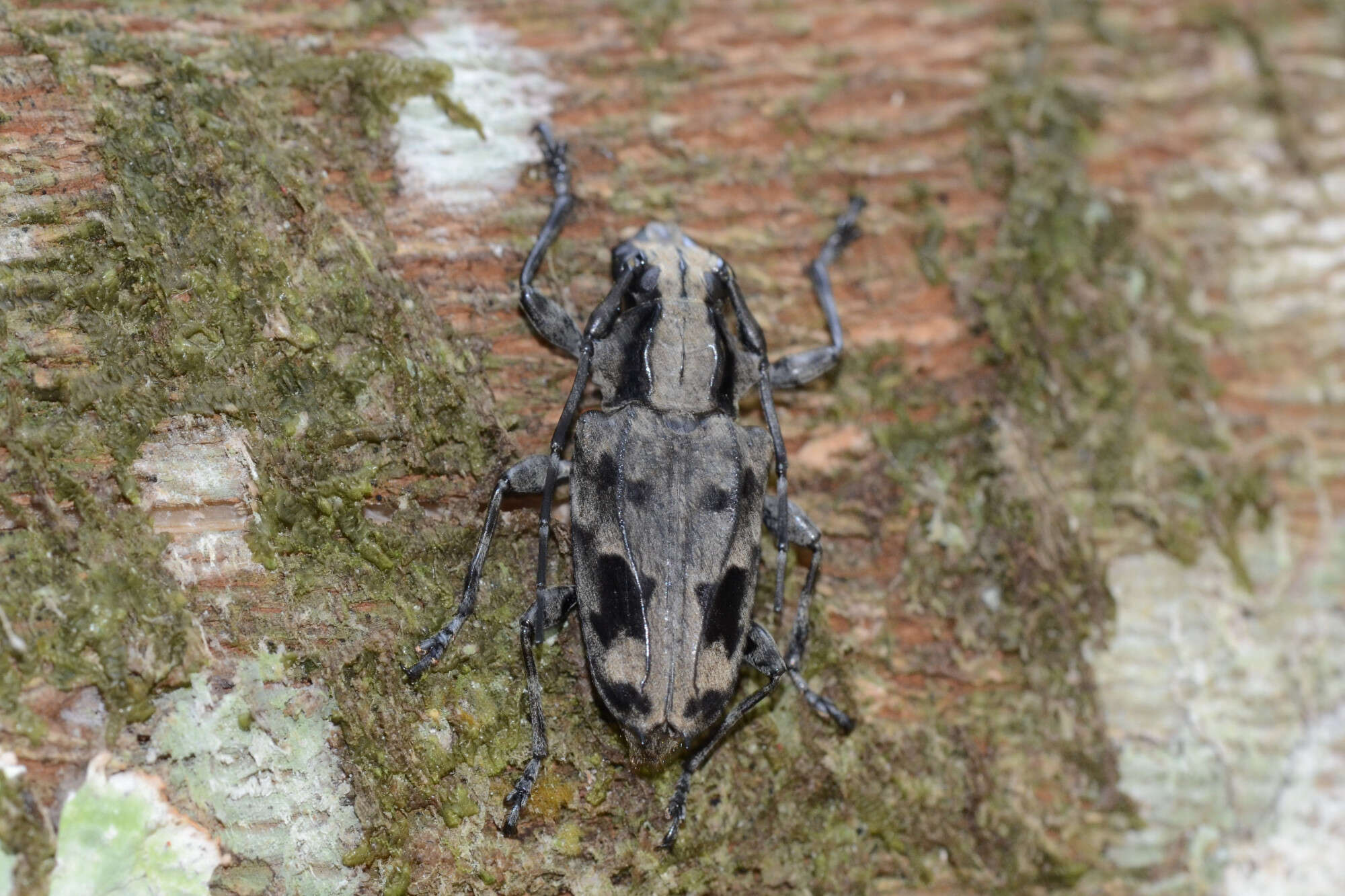 Image of Steirastoma coenosum Bates 1862