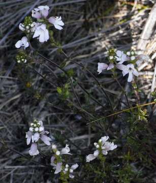 Imagem de Euphrasia collina subsp. collina