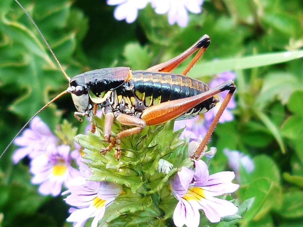 Image de Anonconotus ligustinus Galvagni 2002