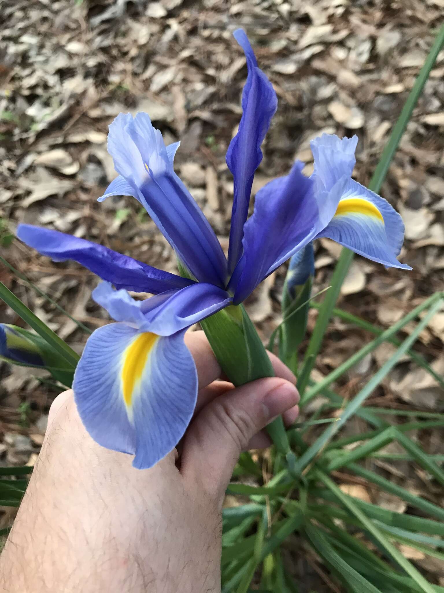 Image of Iris hollandica H. R. Wehrh.