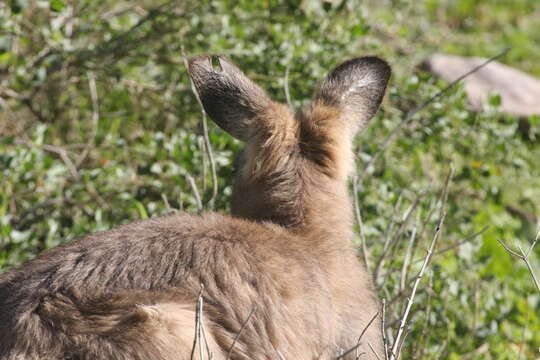 Image of Red kangaroo