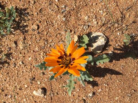 Image of Double Namaqua marigold