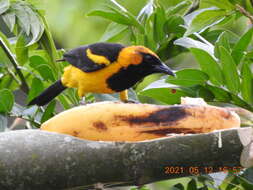 Image of Orange-crowned Oriole