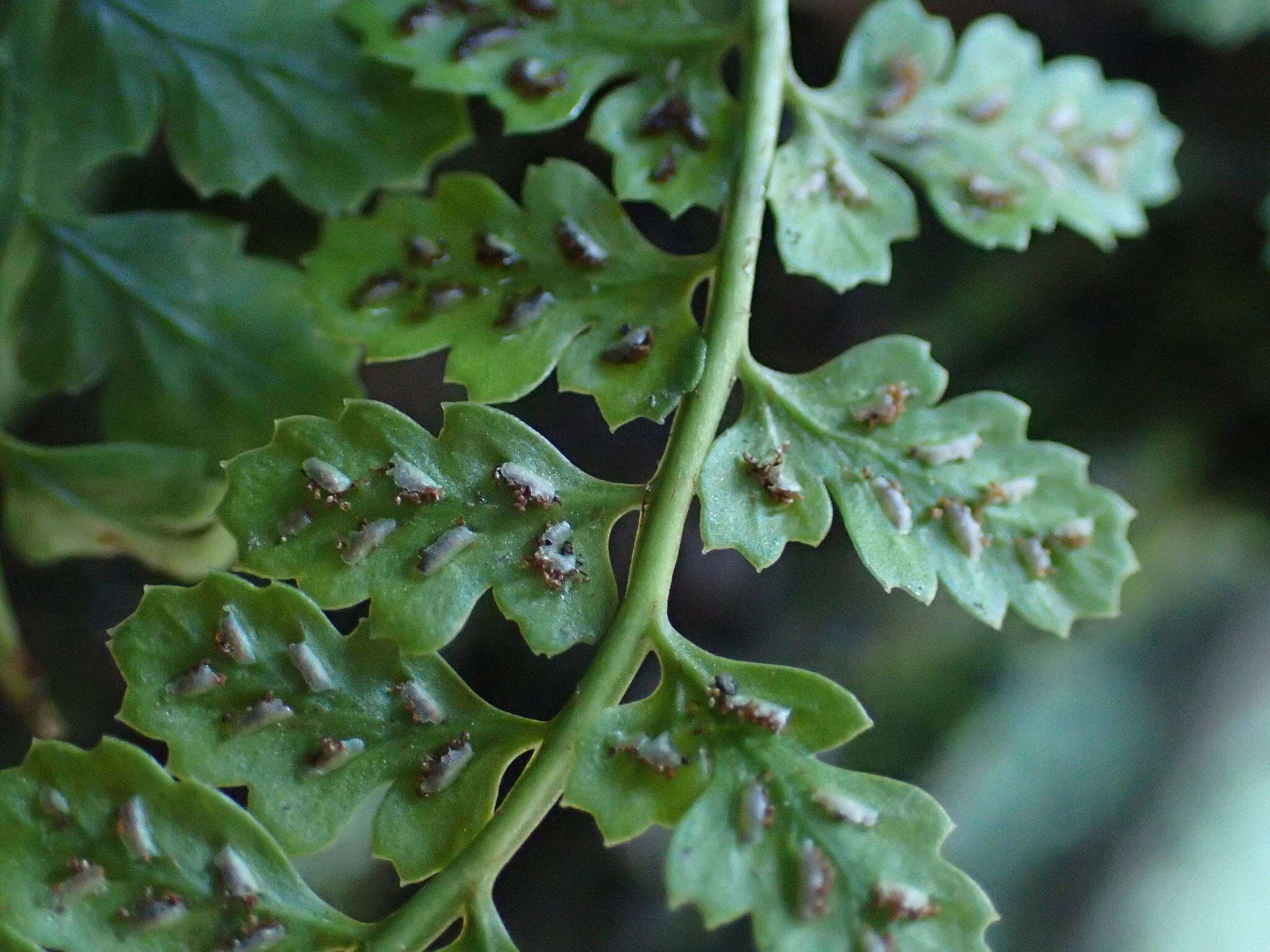 Image of Asplenium foreziense Le Grand ex Magnier