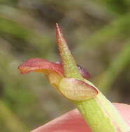 Imagem de Disa densiflora (Lindl.) Bolus