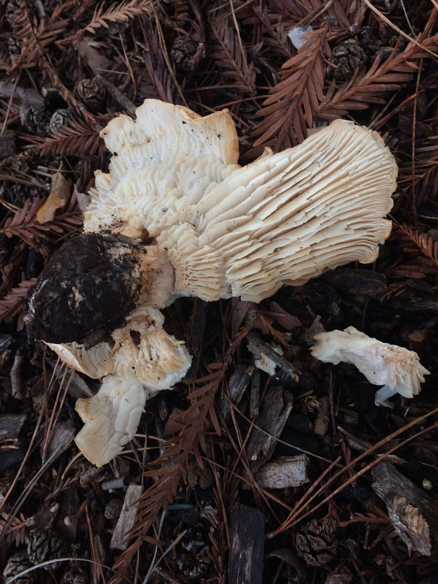 Image of bitter brown leucopaxillus