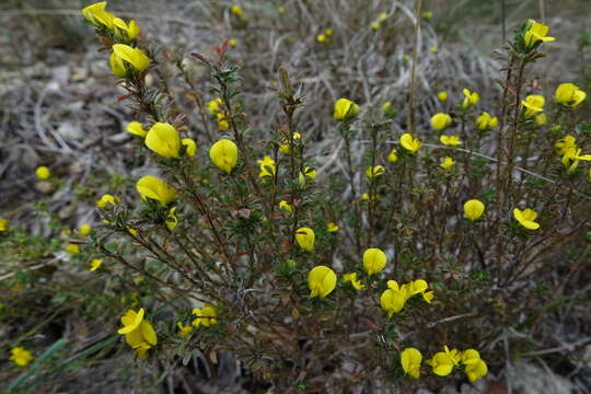 Image of Ononis minutissima L.