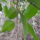 Слика од Planchonella myrsinifolia (F. Muell.) Swenson, Bartish & Munzinger