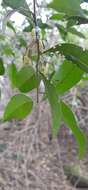 Image de Planchonella myrsinifolia (F. Muell.) Swenson, Bartish & Munzinger