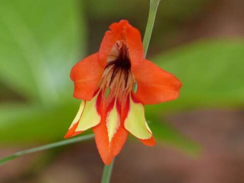 Image of Gladiolus decoratus Baker