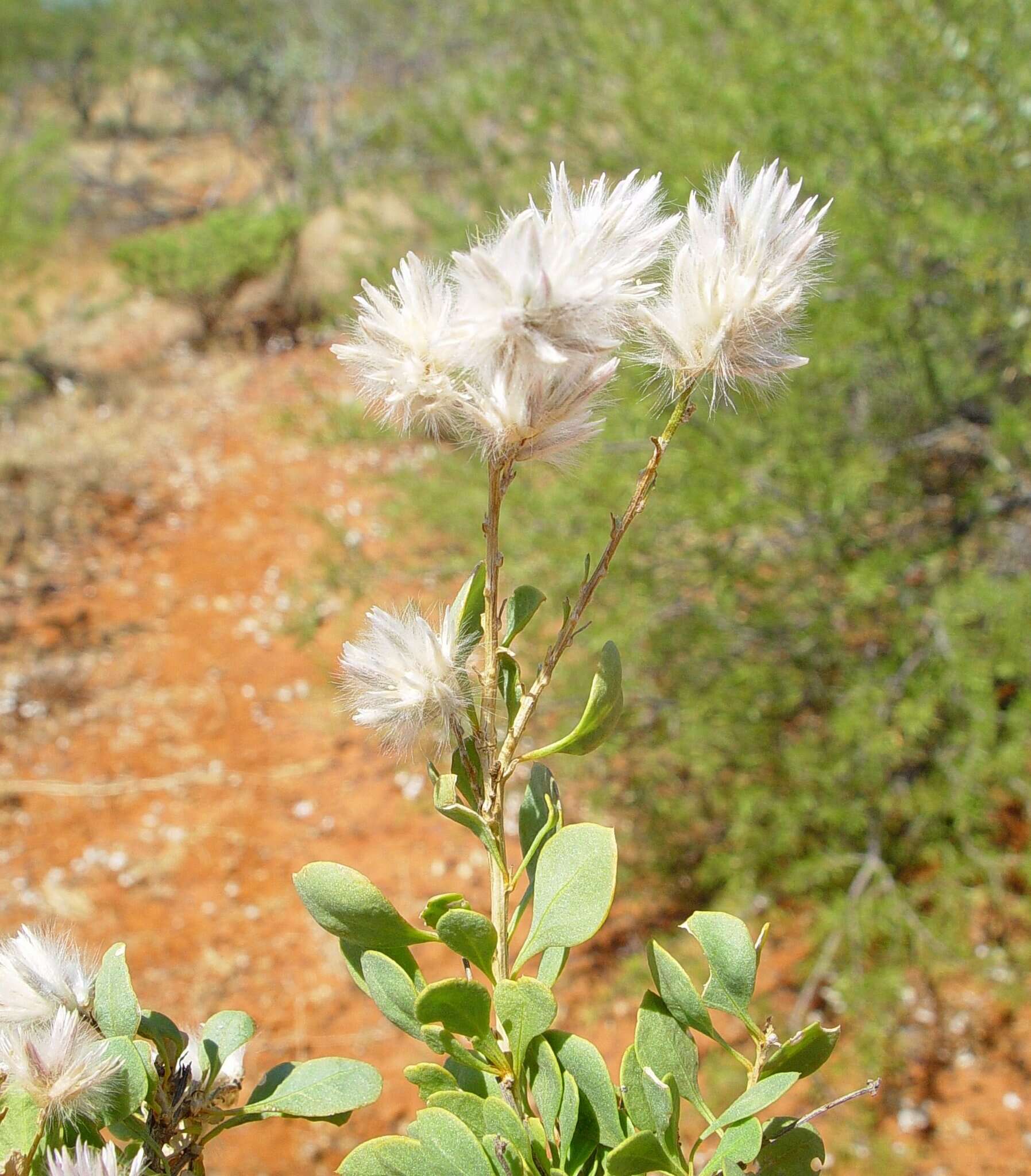 Image of Ptilotus polakii subsp. juxtus Lally