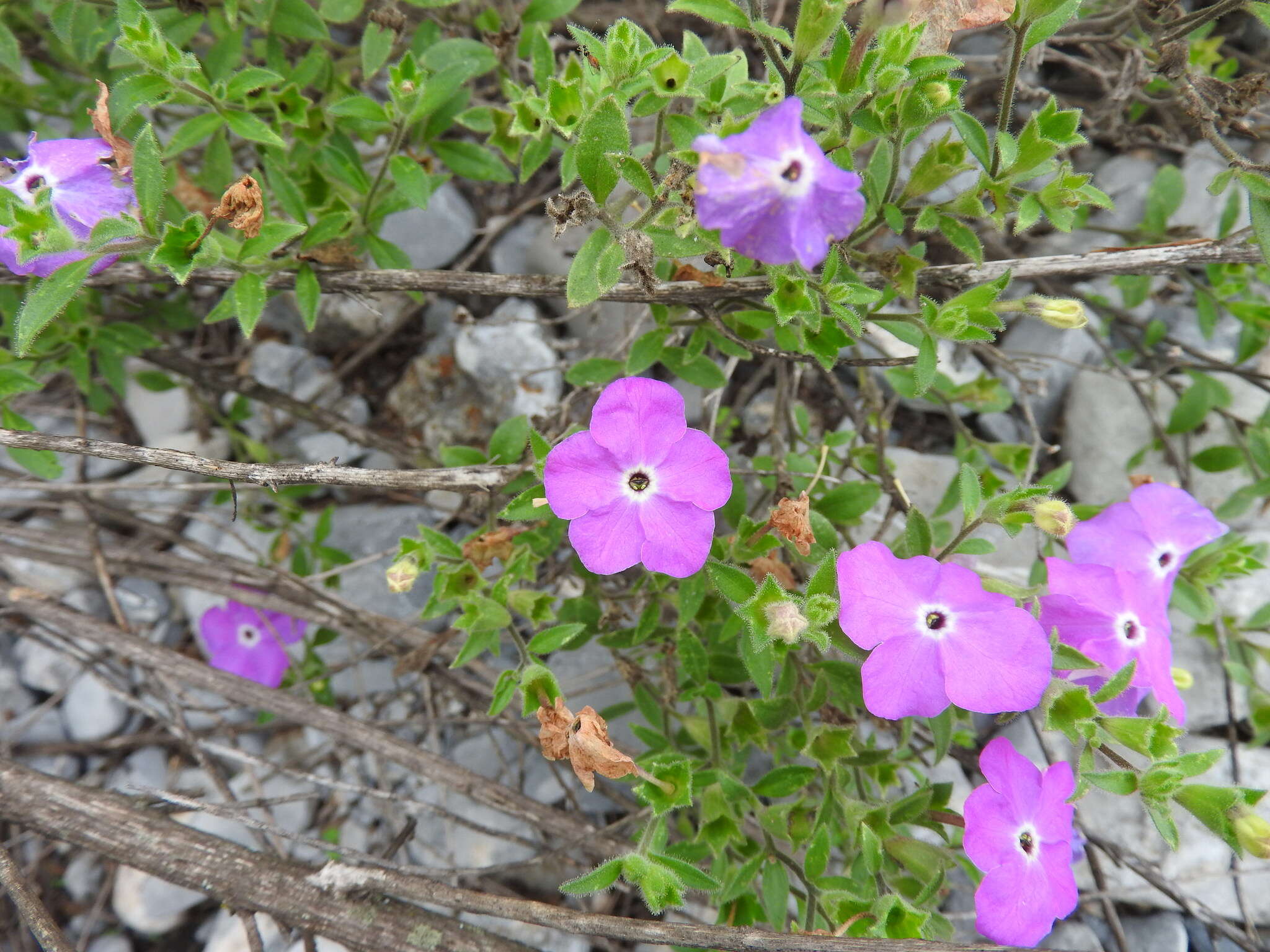 Image of Texas cupflower