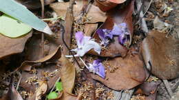 Image of Austrocallerya megasperma (F. Muell.) J. Compton & Schrire