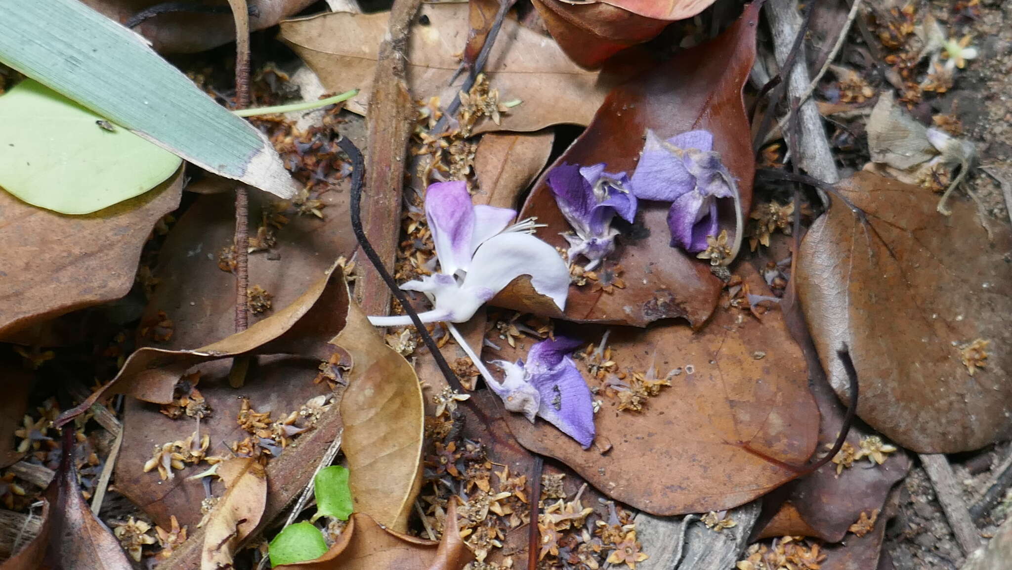 Image of Austrocallerya megasperma (F. Muell.) J. Compton & Schrire