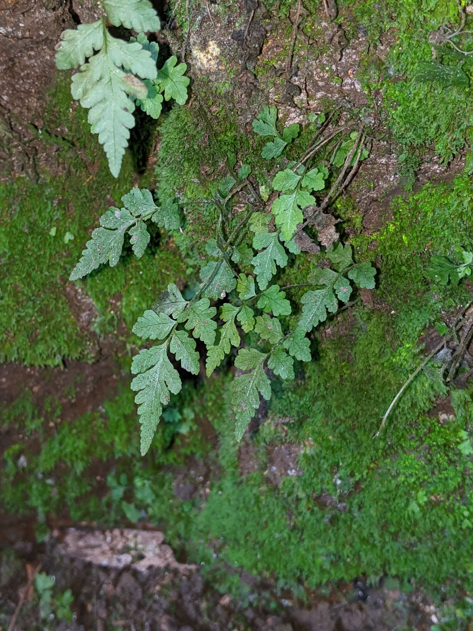 Imagem de Asplenium abscissum Willd.