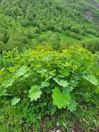 Image of Alchemilla caucasica Buser