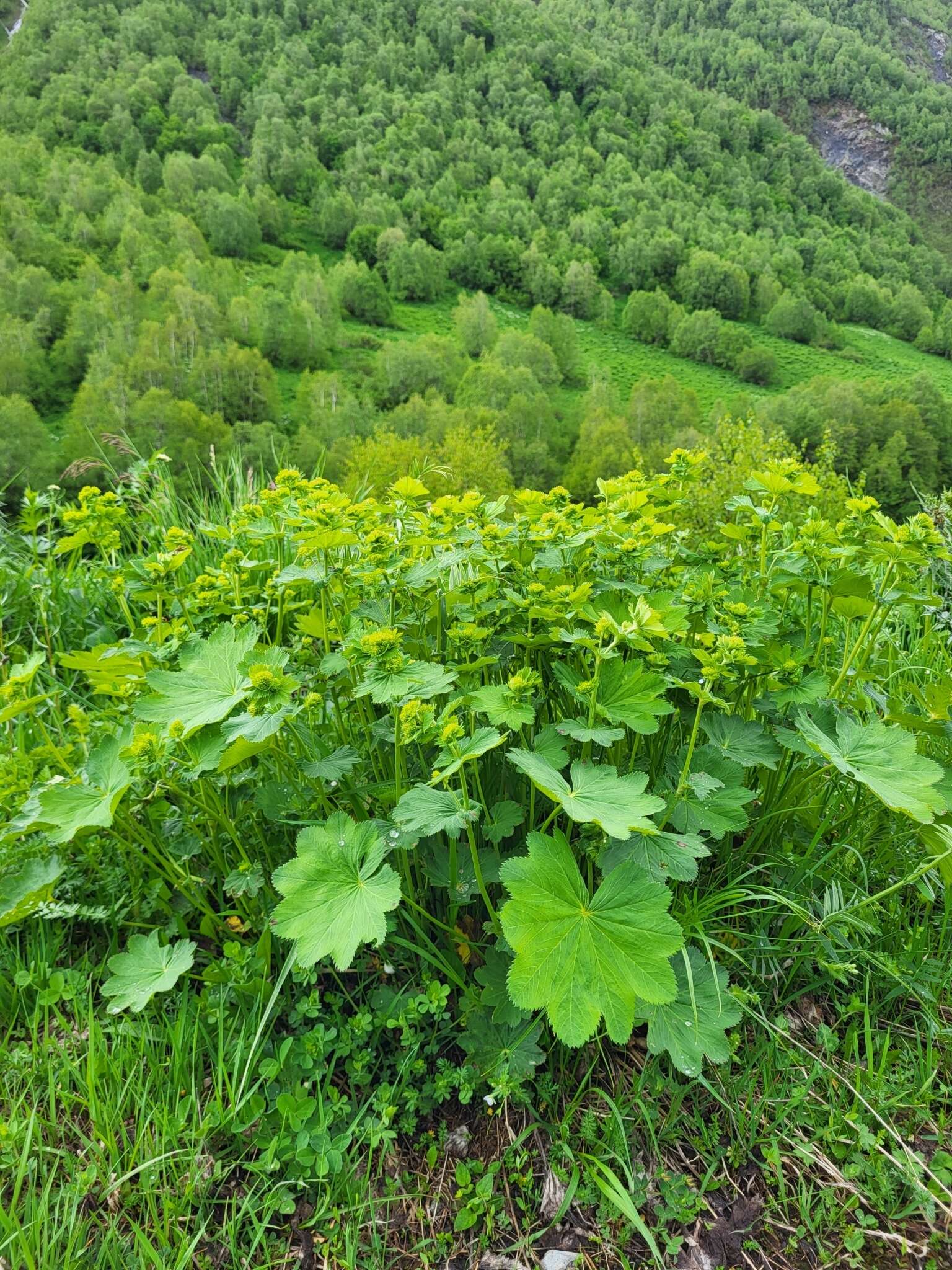 Image of Alchemilla caucasica Buser