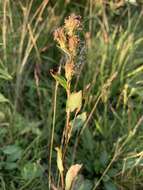 Image de Solidago virgaurea subsp. lapponica (With.) N. N. Tzvel.