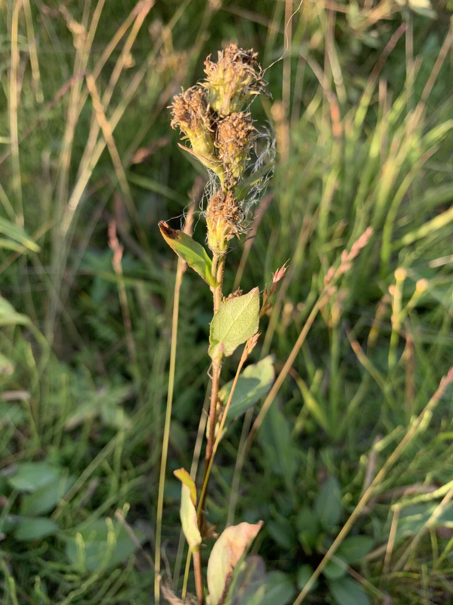 Plancia ëd Solidago virgaurea subsp. lapponica (With.) N. N. Tzvel.