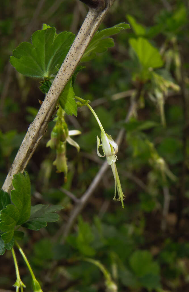 Image of Missouri gooseberry