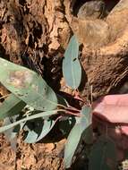Image of Eucalyptus similis Maiden
