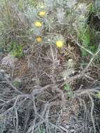 Image de Leucospermum tomentosum (Thunb.) R. Br.