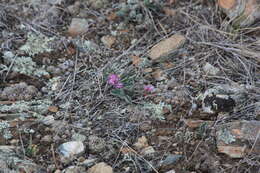 Image of Gueldenstaedtia monophylla Fisch.