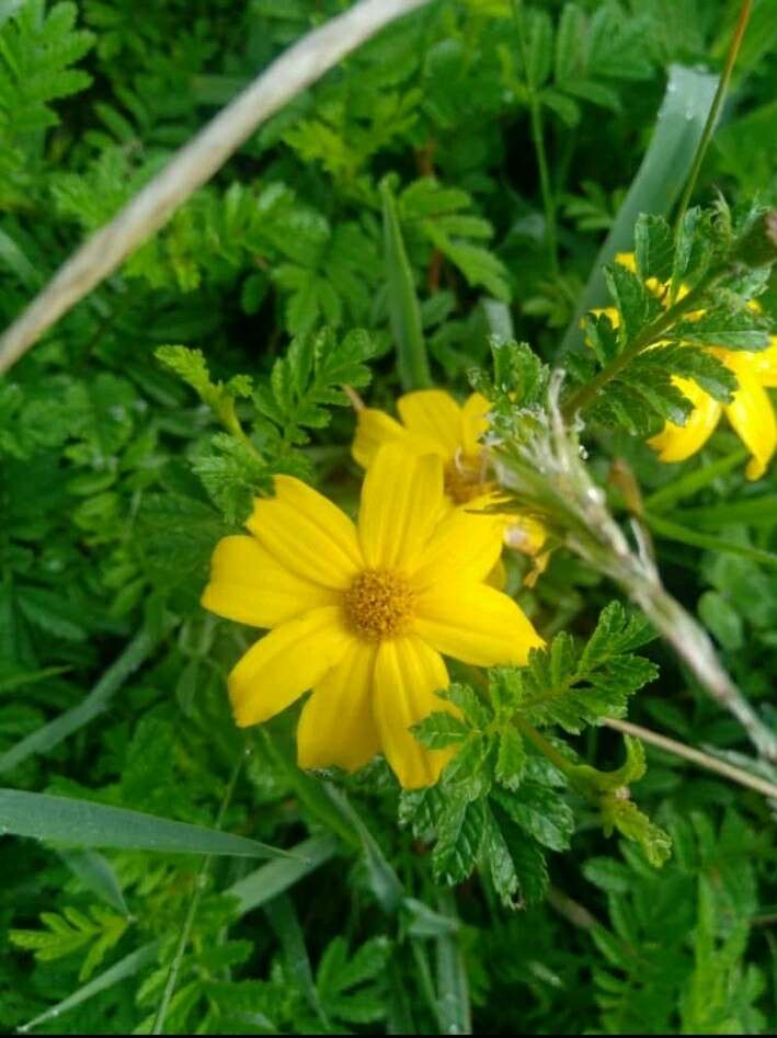 Imagem de Tagetes zypaquirensis Humb. & Bonpl.