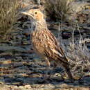 Imagem de Chersomanes albofasciata garrula (Smith & A 1846)