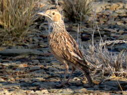 Imagem de Chersomanes albofasciata garrula (Smith & A 1846)