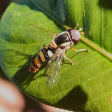 Image of Ischiodon