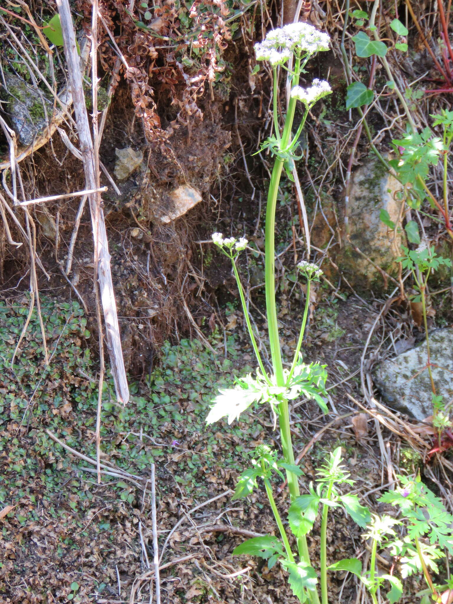 Слика од Centranthus calcitrapae var. calcitrapae