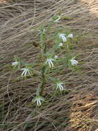 Bonatea porrecta (Bolus) Summerh. resmi