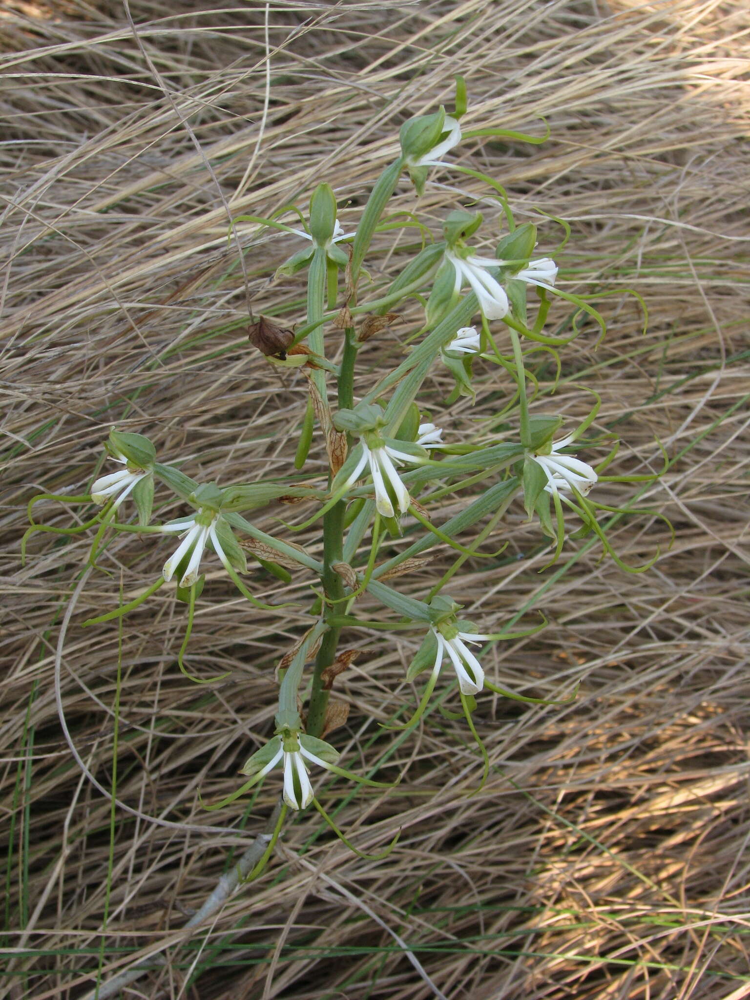 Bonatea porrecta (Bolus) Summerh. resmi