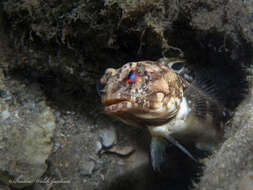 Image of Spotfin jawfish