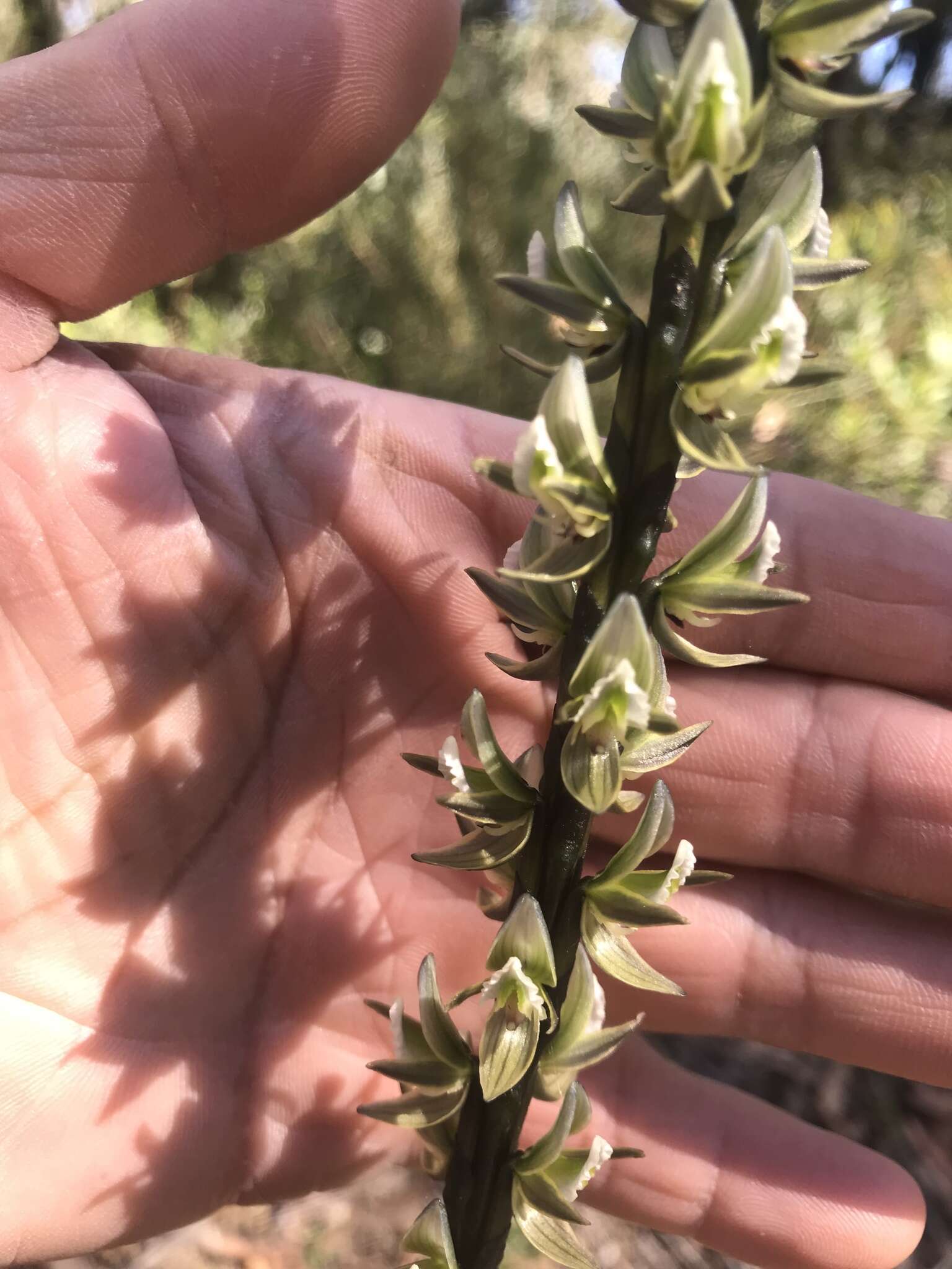 Imagem de Prasophyllum elatum R. Br.