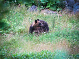 Image of Ussuri brown bear