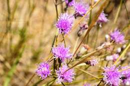 Image of Vernonia incana Less.