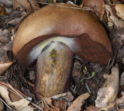 Image of Liver Bolete