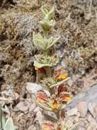 Image of Phlomis crinita Cav.