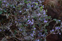 Plancia ëd Strobilanthes scrobiculatus Dalz. ex C. B. Cl.