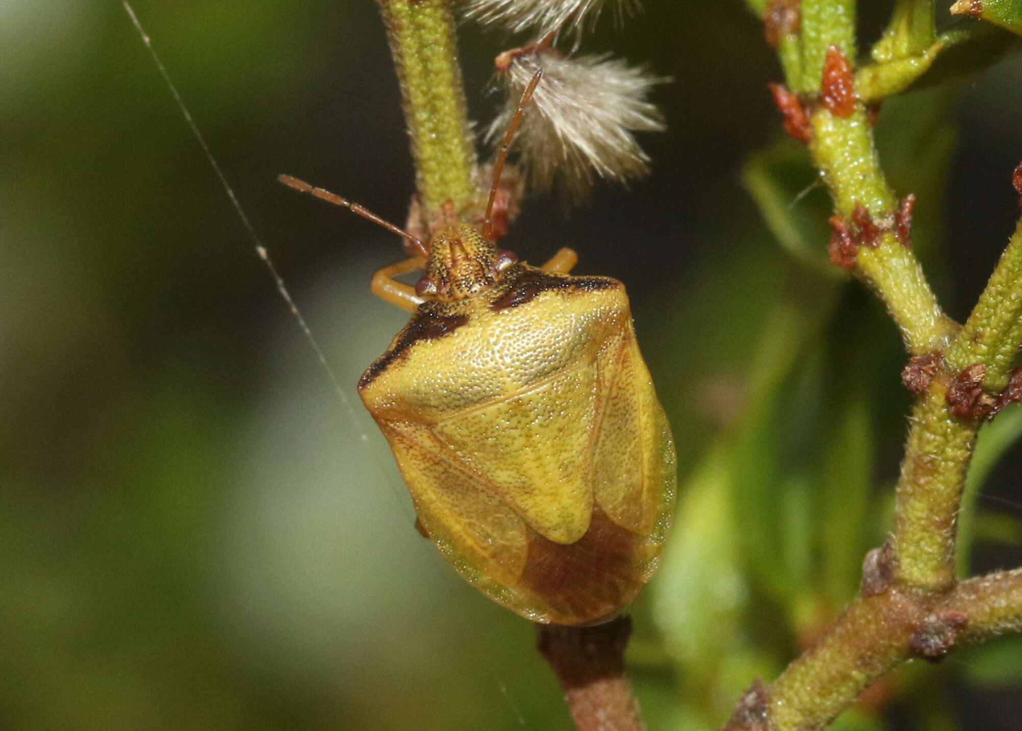 Image of Dendrocoris contaminatus Uhler 1897