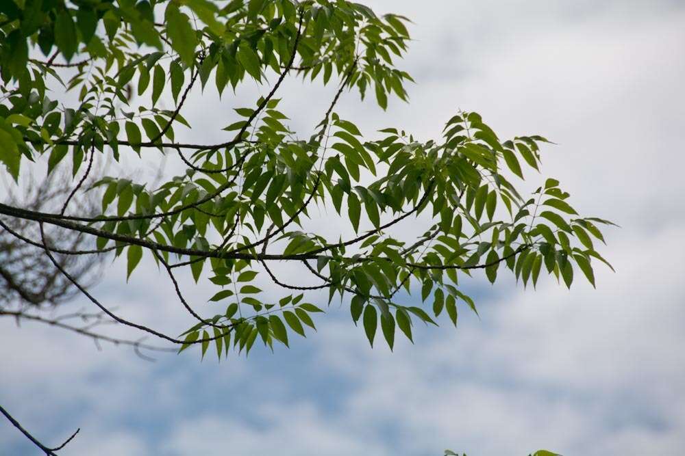 Image of American Ash