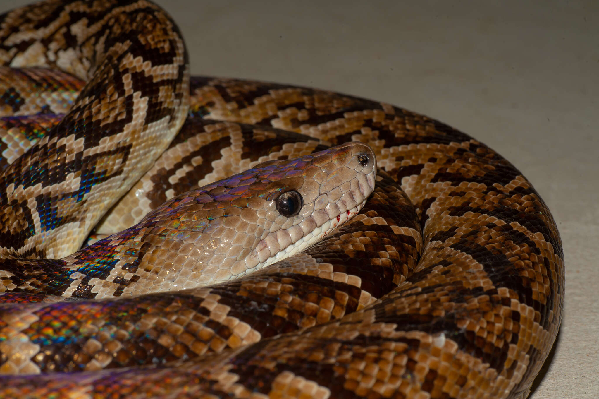 Image of Cuban Boa