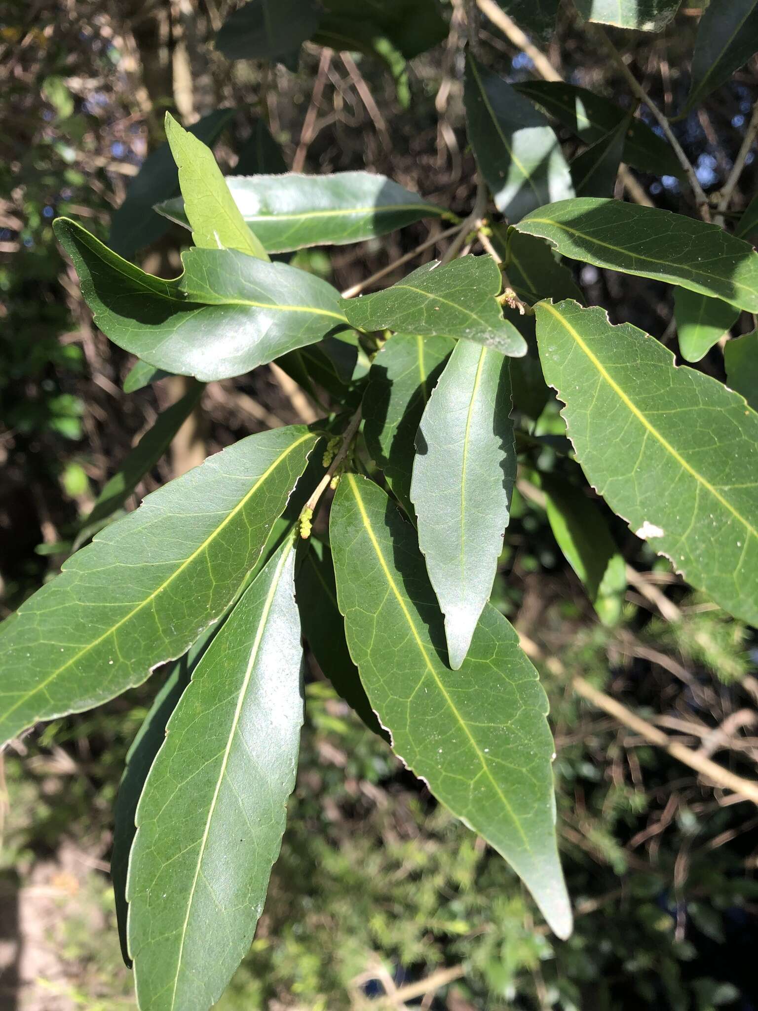 Image of Elaeocarpus obovatus G. Don