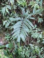 Imagem de Pteris aspericaulis Wall. ex Ag.